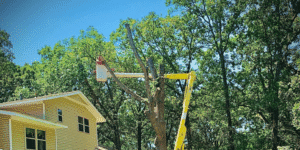 Tree Pruning Services in Hayward, CA: Why Choose Bay Tree Removal Service?