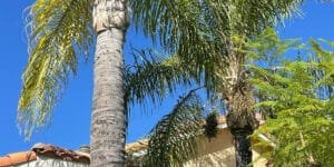 Palm Tree Services in Stockton,CA