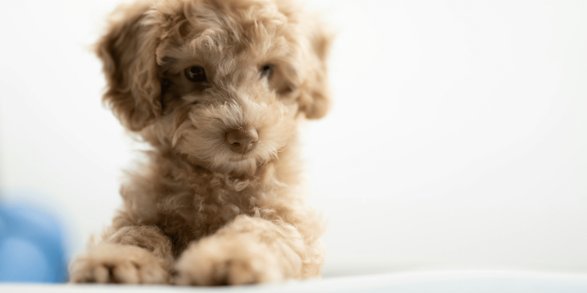 Exploring the Potential of Opening a Dog Grooming Clinic in Chicago