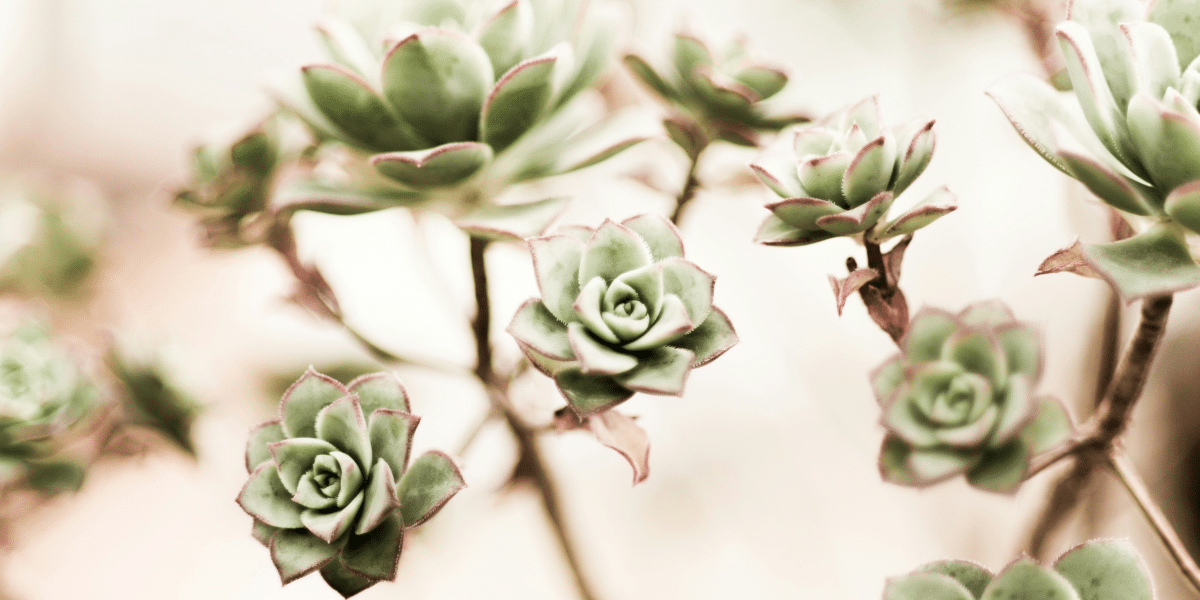 Succulent Care: Keeping Your Green Beauties Happy