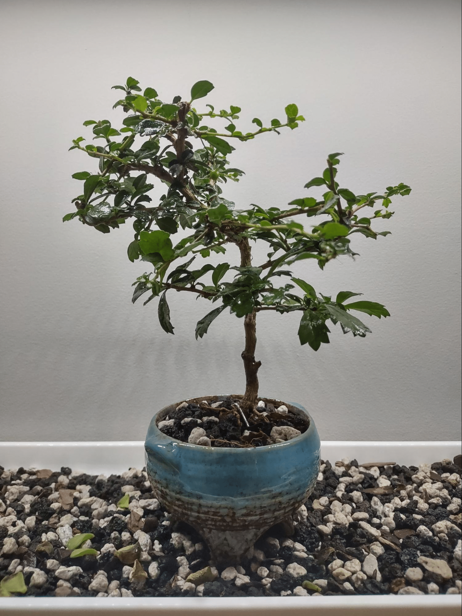 Bonsai & Brew Studio Chicago's Hottest New Event (2)