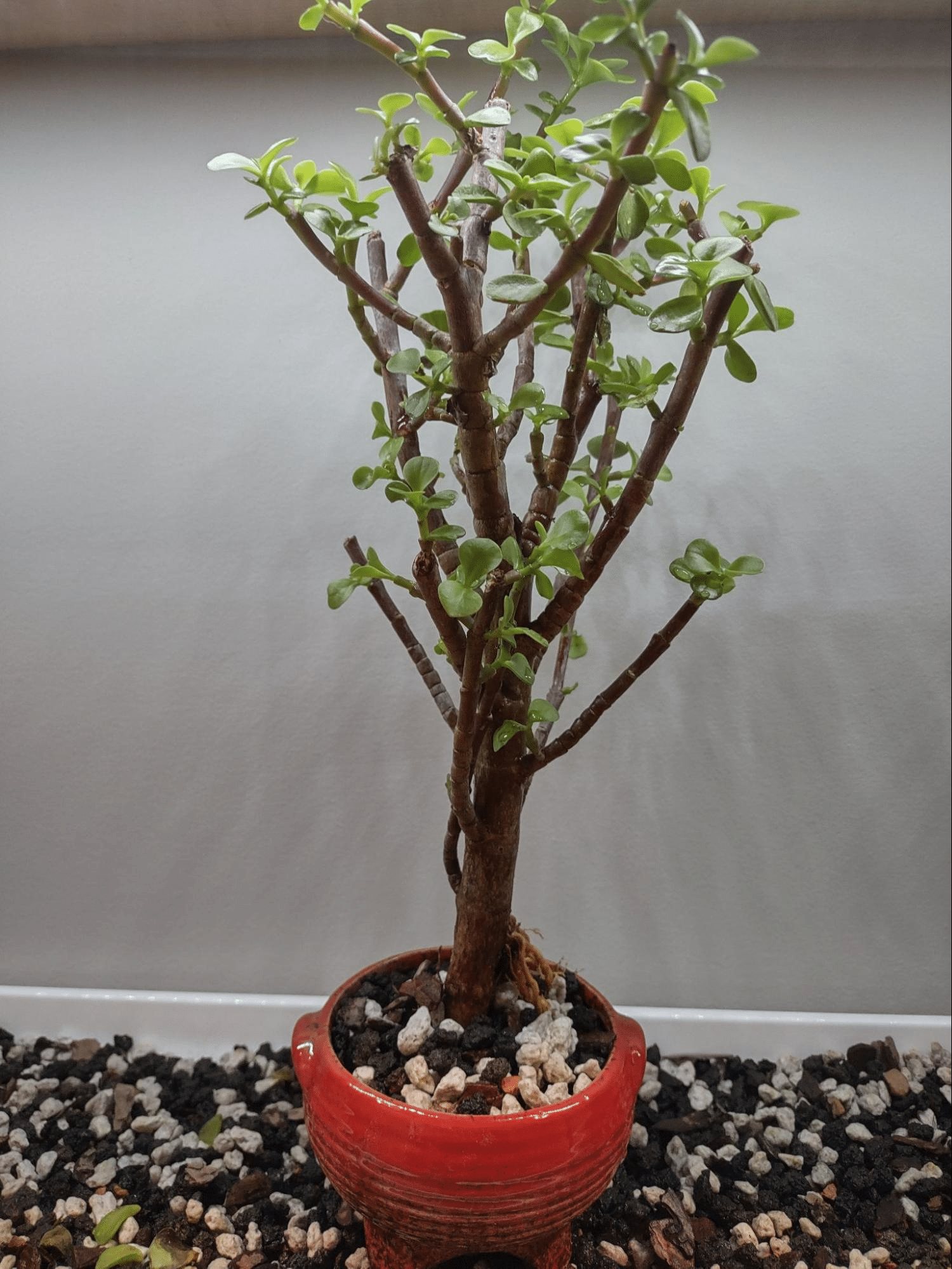 Bonsai & Brew Studio Chicago's Hottest New Event (4)