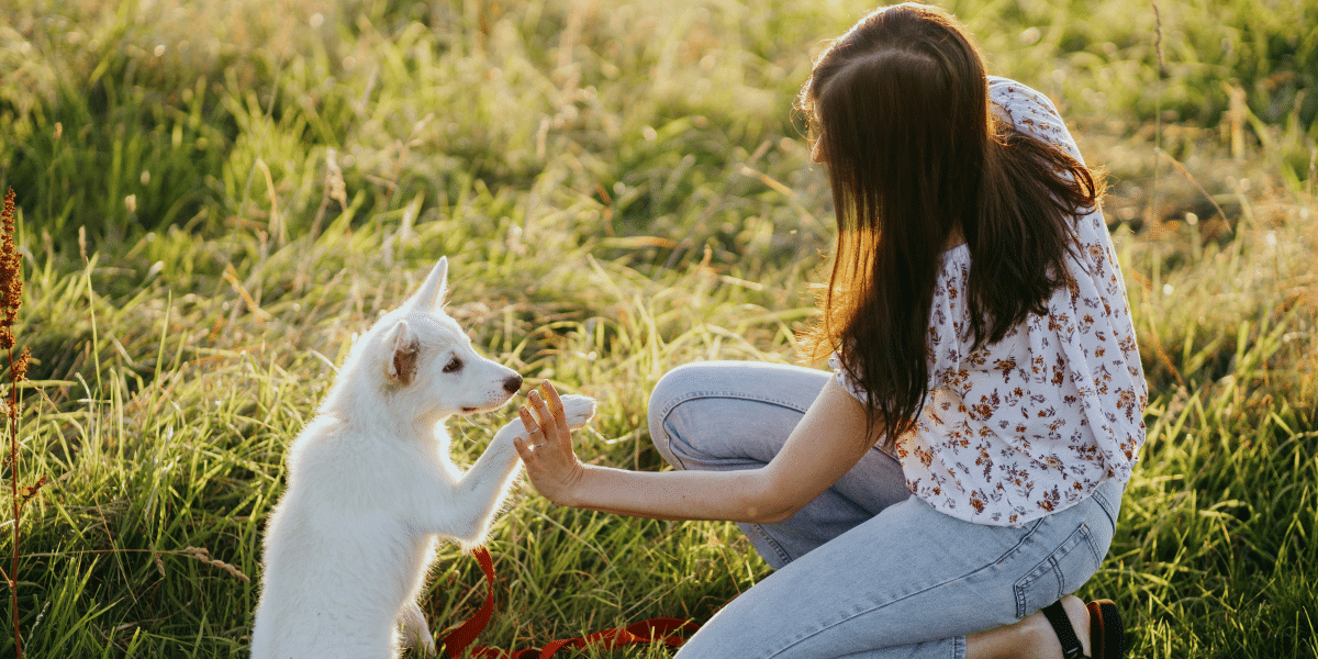 Dog Training Myths Exposed: Nathaniel DiRenzo’s Science-Backed Canine Behavior Tips