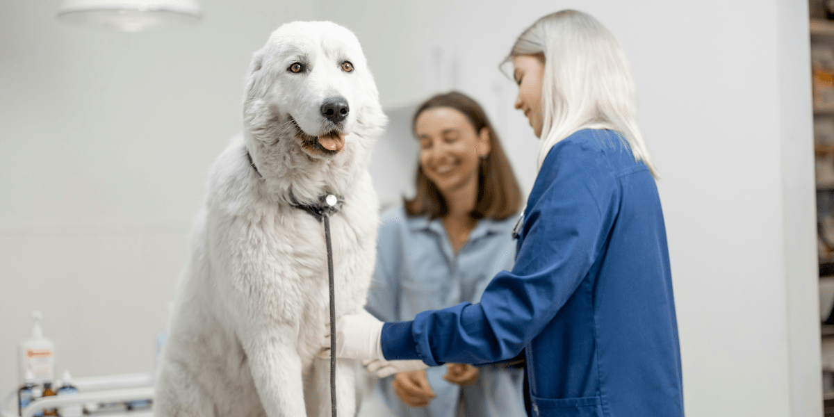 Pet Insurance NI: Protect Your Furry Friend and Your Wallet Today