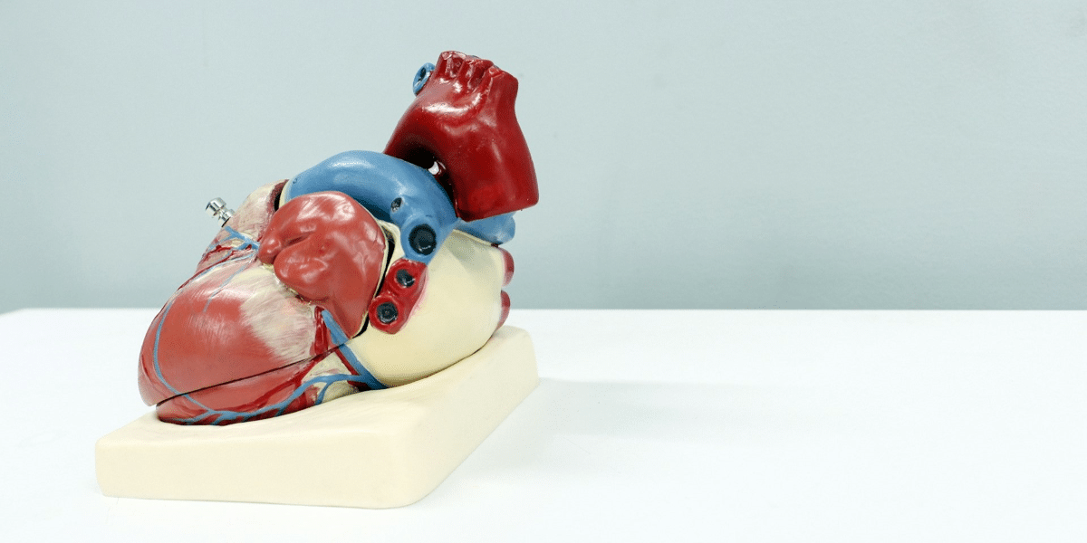 The Impact of Artificial Heart Valves