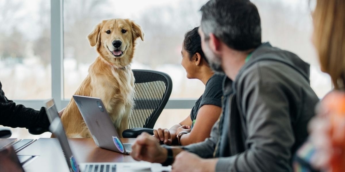Role of Emotional Support Animals in Employee Productivity