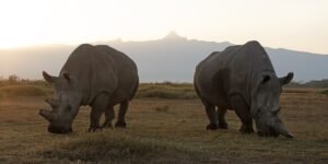 Helping Rhinos: Building a Conservation Model Where Loss, Land, and Community All Count