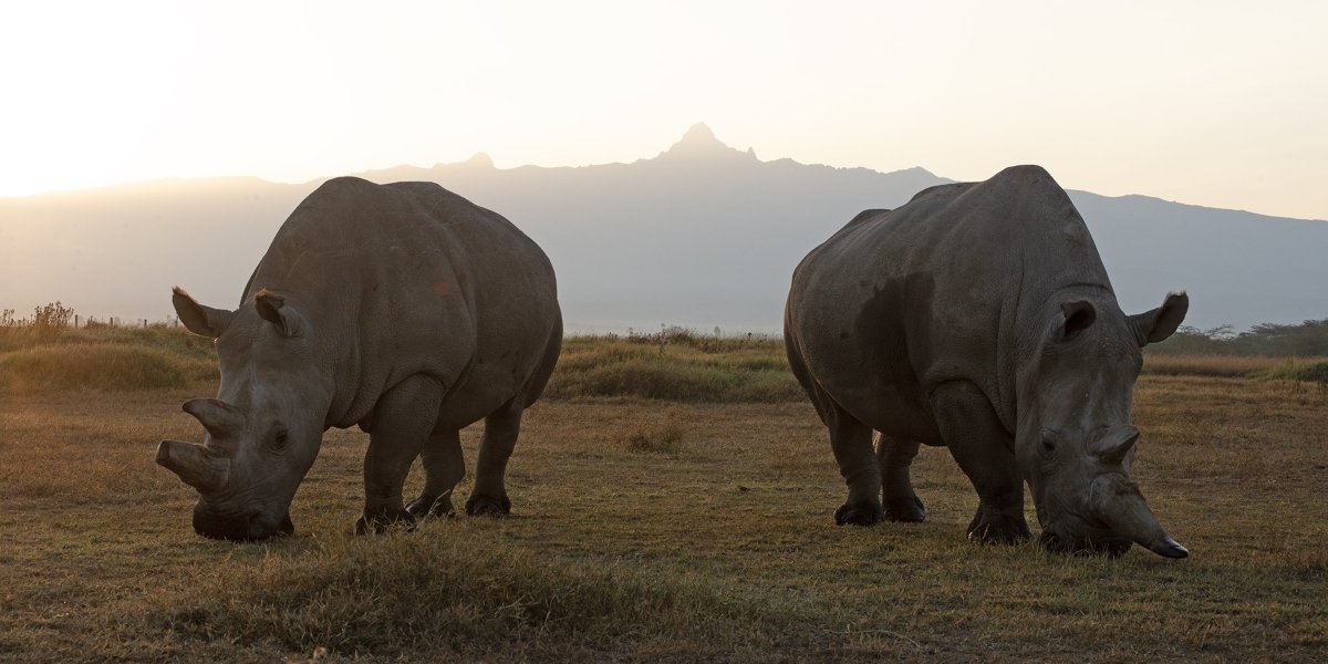 Helping Rhinos: Building a Conservation Model Where Loss, Land, and Community All Count