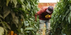 Chicago Researchers Explore New Path to Drought-Resistant Crops