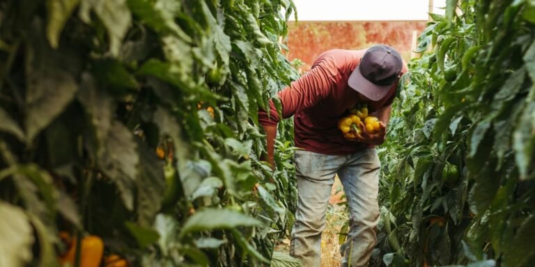 Chicago Researchers Explore New Path to Drought-Resistant Crops