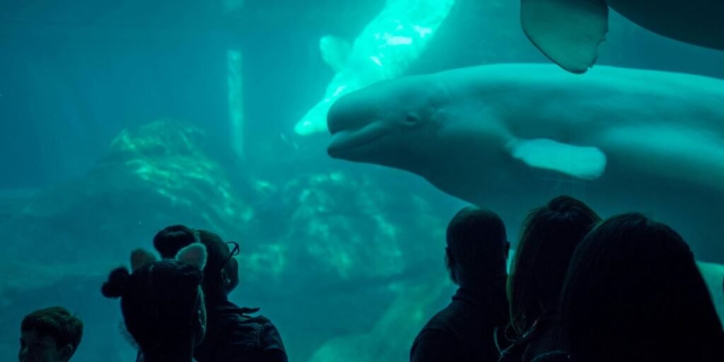 Shedd Aquarium Beluga Rescue Marineland 2026 Chicago
