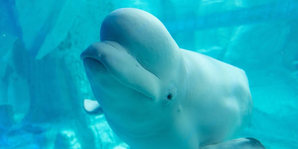 Three Beluga Whales Dead in Eight Days at Shedd Aquarium as Marineland Rescue Effort Faces Its First Crisis