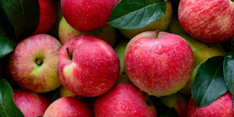 Lincoln Square Apple Fest Returns for Its 39th Year October 2–4 on North Lincoln Avenue