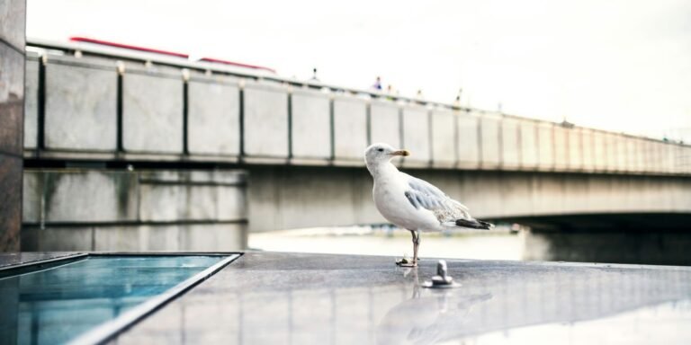 More Than 1,000 Birds Killed Or Injured In Chicago Building Collisions As Bird-Safe Ordinance Waits In Committee