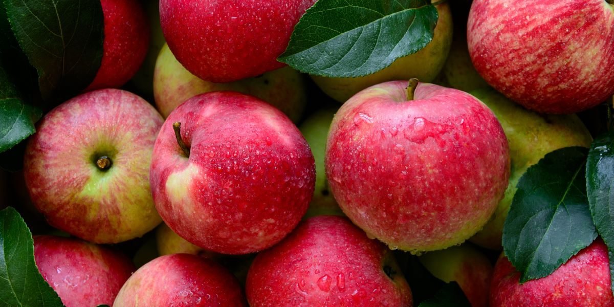 Lincoln Square Apple Fest Returns for Its 39th Year October 2–4 on North Lincoln Avenue