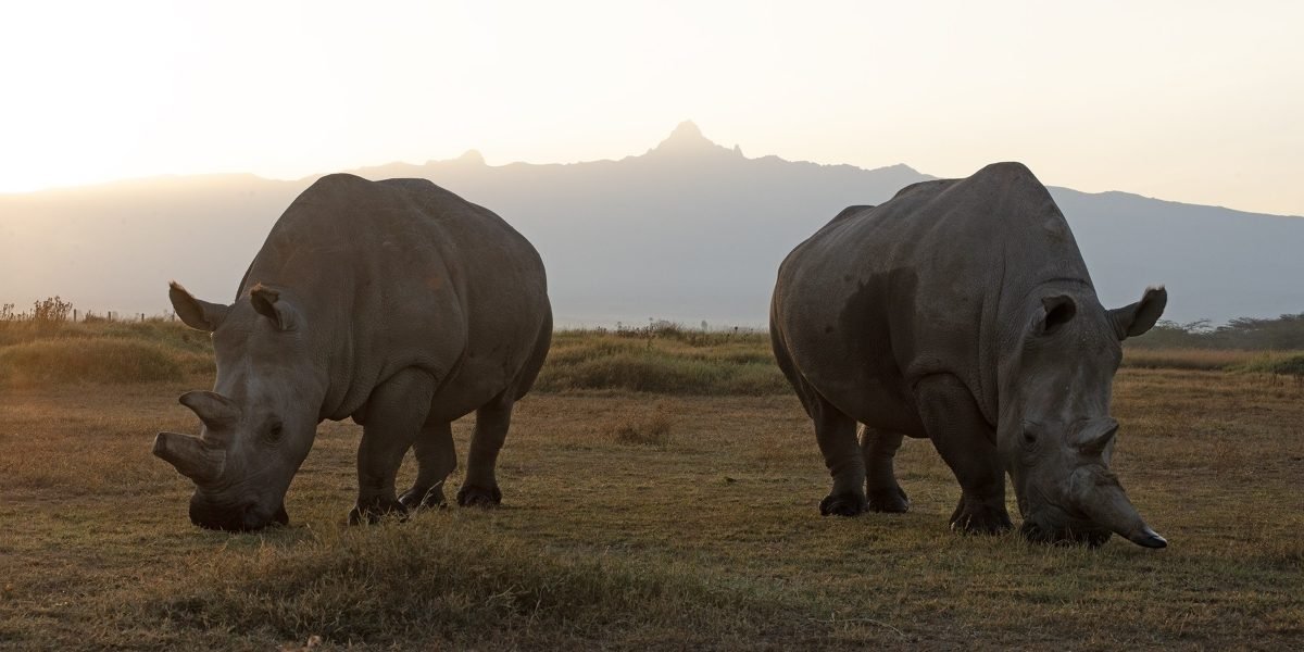 Helping Rhinos: Building a Conservation Model Where Loss, Land, and Community All Count